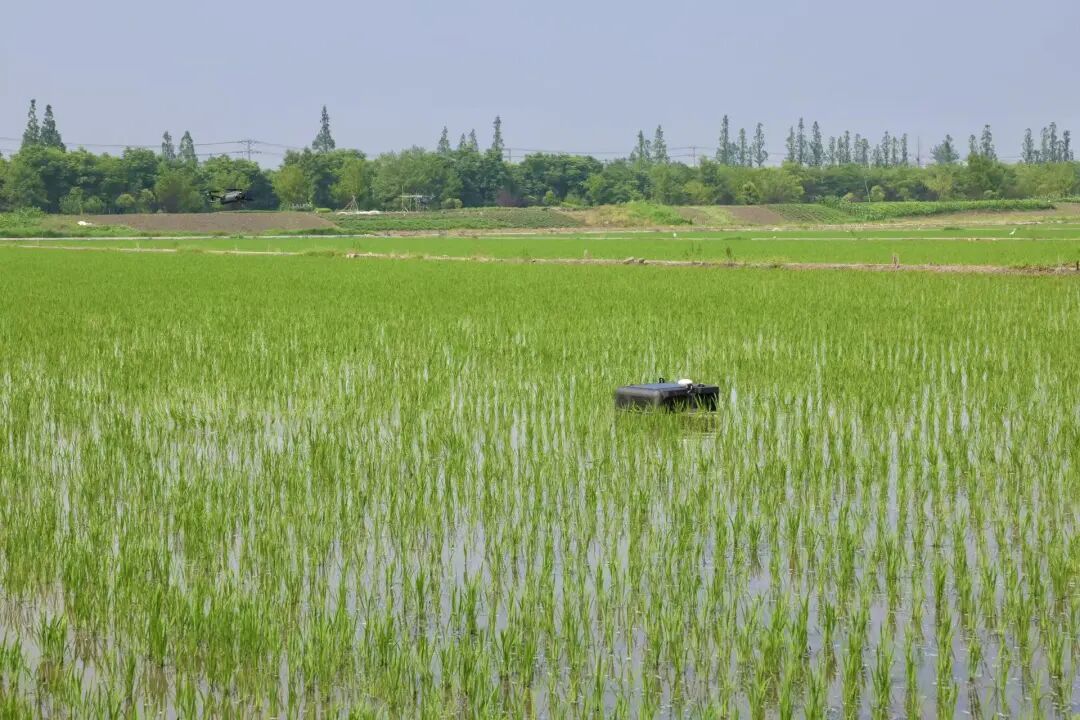 智造新消费丨稻田有望迈入“智能抑草”时代​——智慧农业催生消费新场景